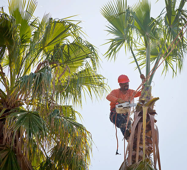 The Steps Involved in Our Tree Care Process in Dumfries, VA